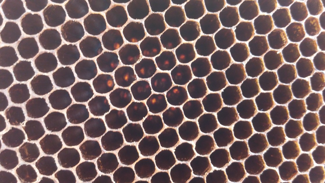 A close up of a honey bee hive showing hexagonal beeswax cells containing honey.