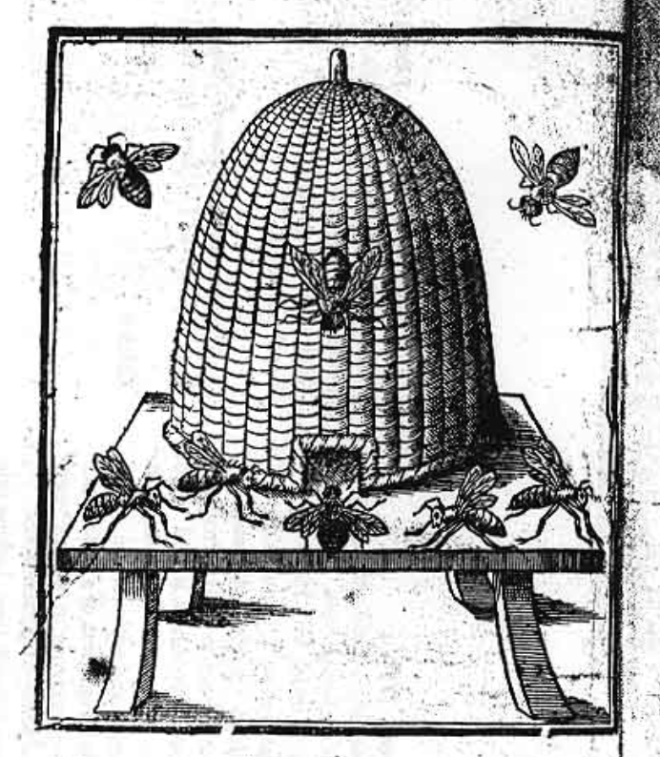 A wood print shows a hive in the shape of a cob of corn. Oversized sketches of bees fly about it.