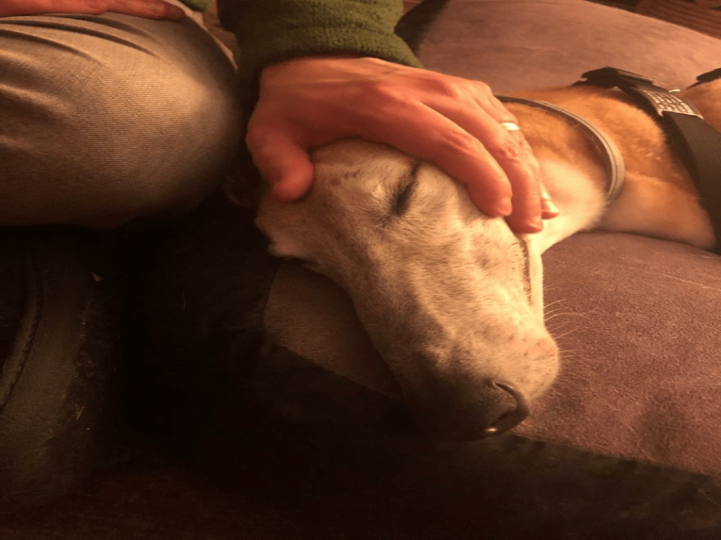 A light-tan dog rests on a darker-brown dog bed. The dog wears a smaller gray collar and a large black fabric collar. The dog's eyes are closed and peaceful. A white hand wearing a gold ring rests on the head of the dog gently, and a khaki-clad knee is visible on the dog bed.
